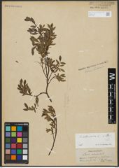 Foto von Salix arbuscula L.